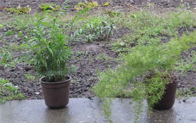 Asparagus i palmica na kiši